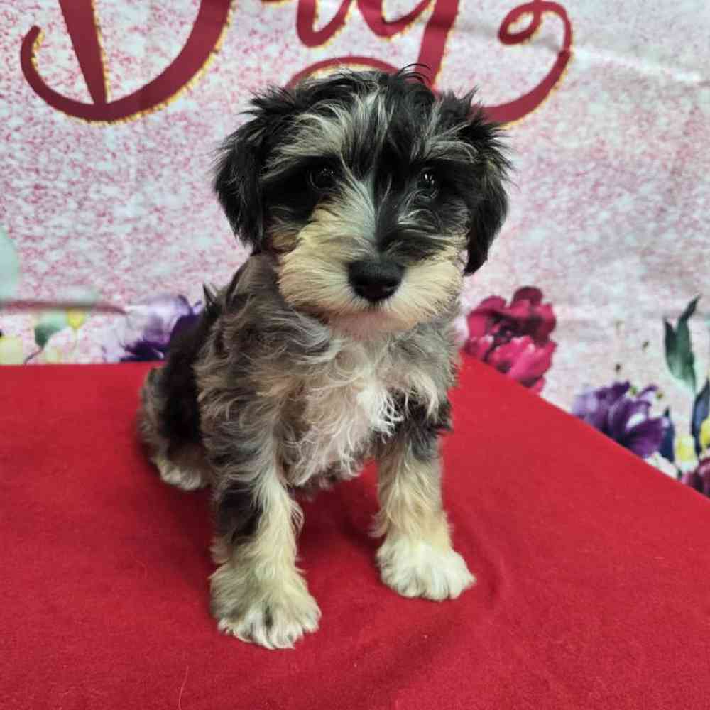 Male Mini Schnauzer Puppy for Sale in Virginia Beach, VA