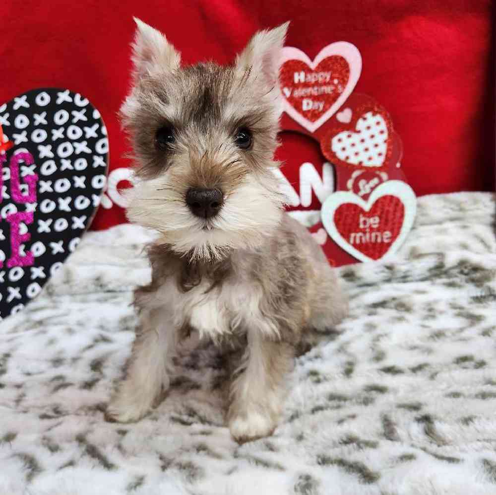 Female Mini Schnauzer Puppy for Sale in Virginia Beach, VA
