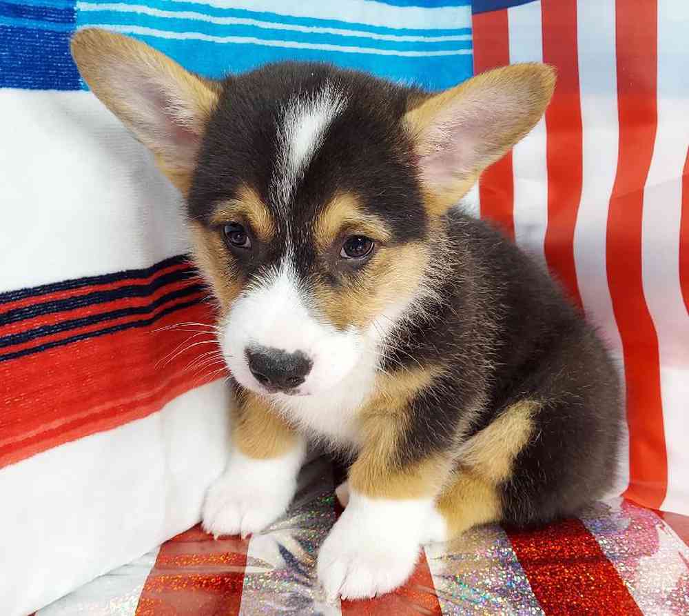 Male Pembroke Welsh Corgi Puppy for sale