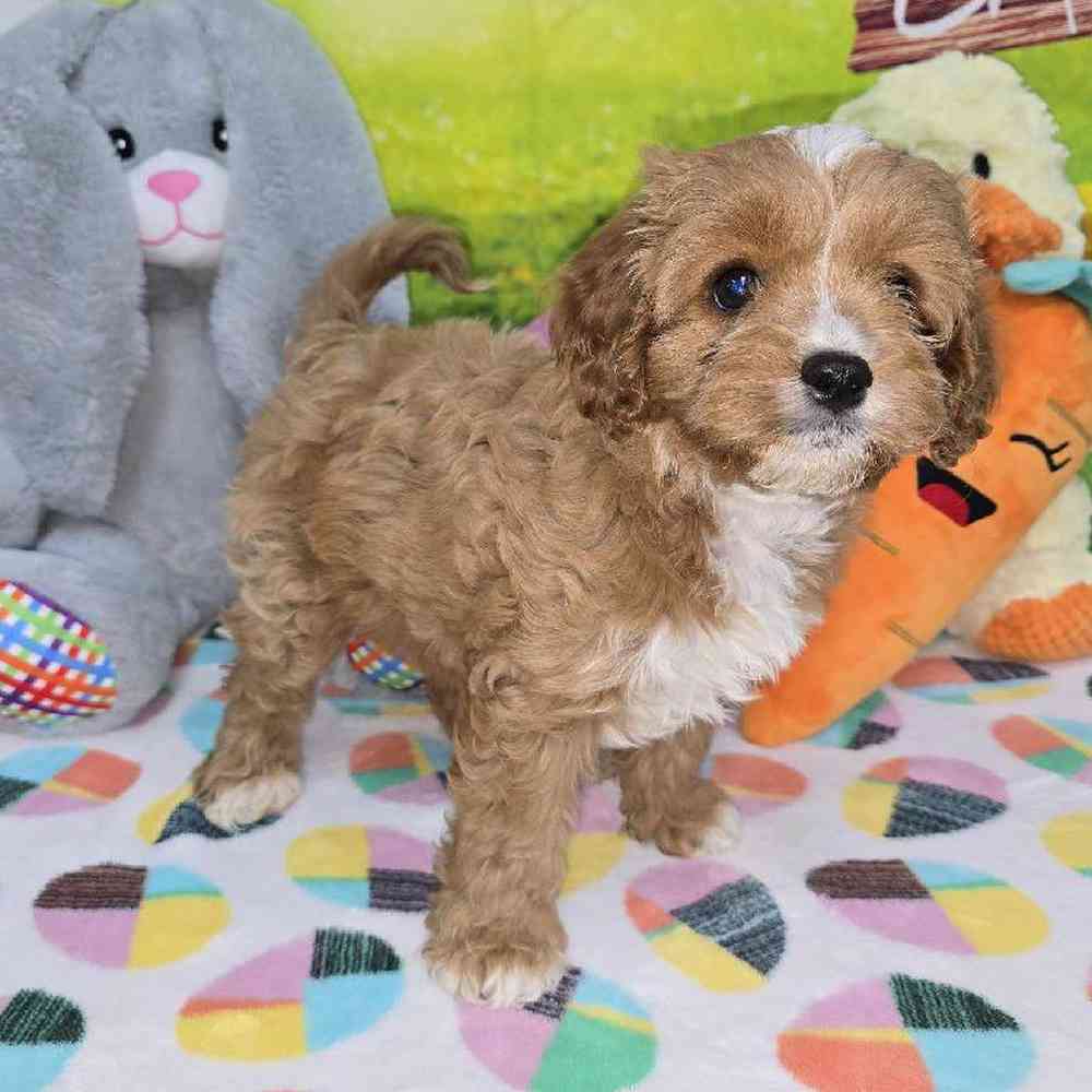 Female Cavapoo Puppy for Sale in Virginia Beach, VA