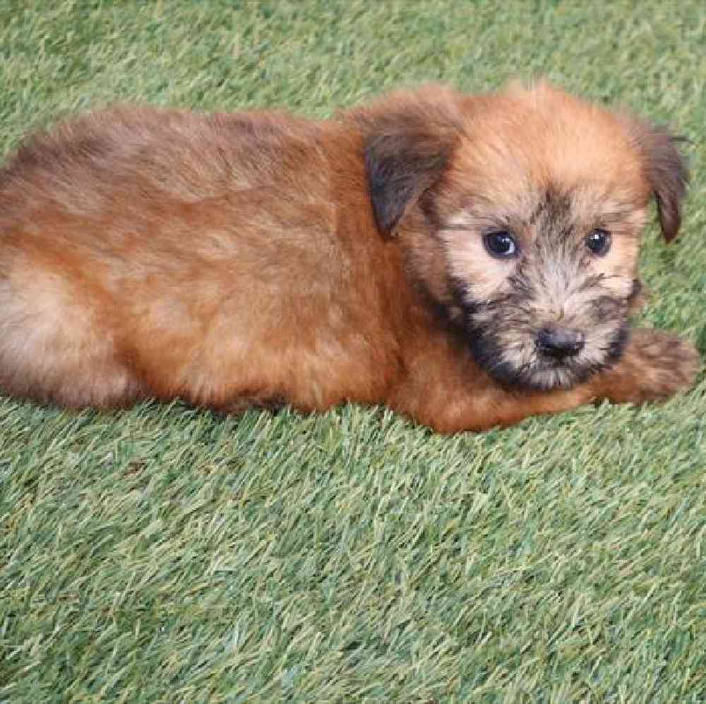 Female Soft Coated Wheaten Terrier Puppy for Sale in Virginia Beach, VA