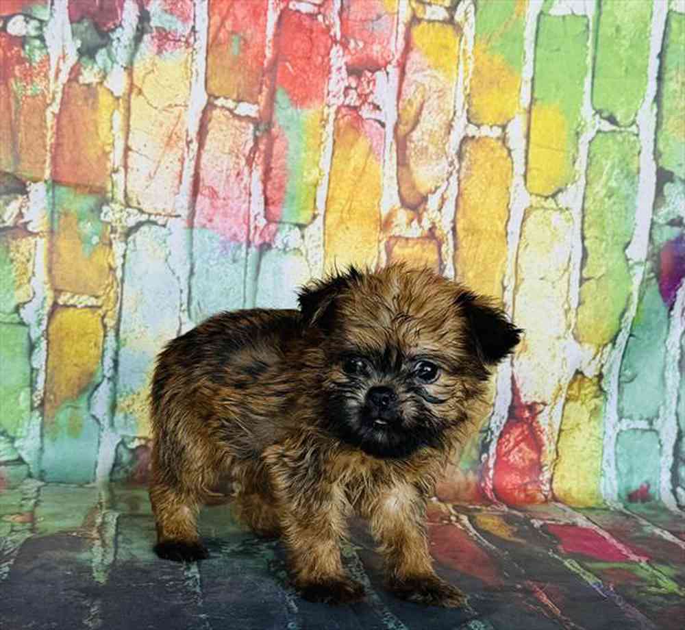 Image of a pet breed in the gallery