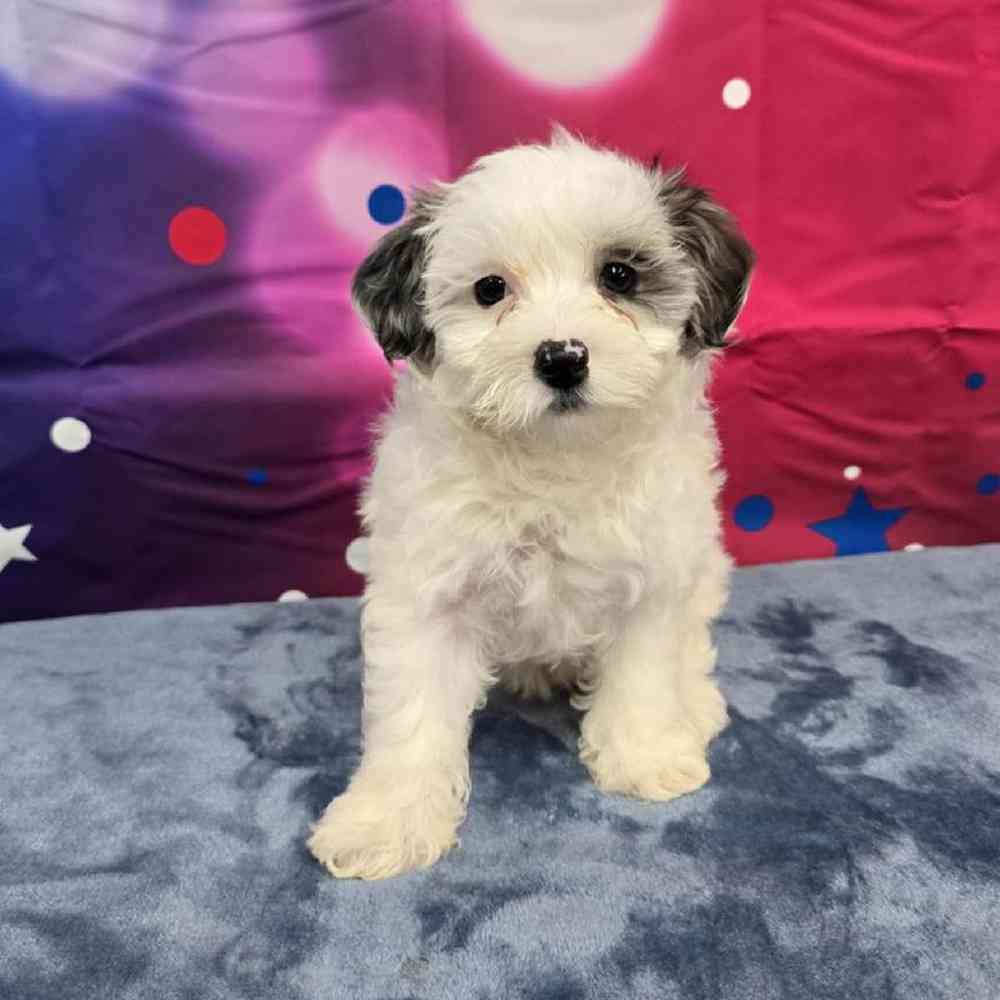 Female Maltipoo Puppy for Sale in Virginia Beach, VA