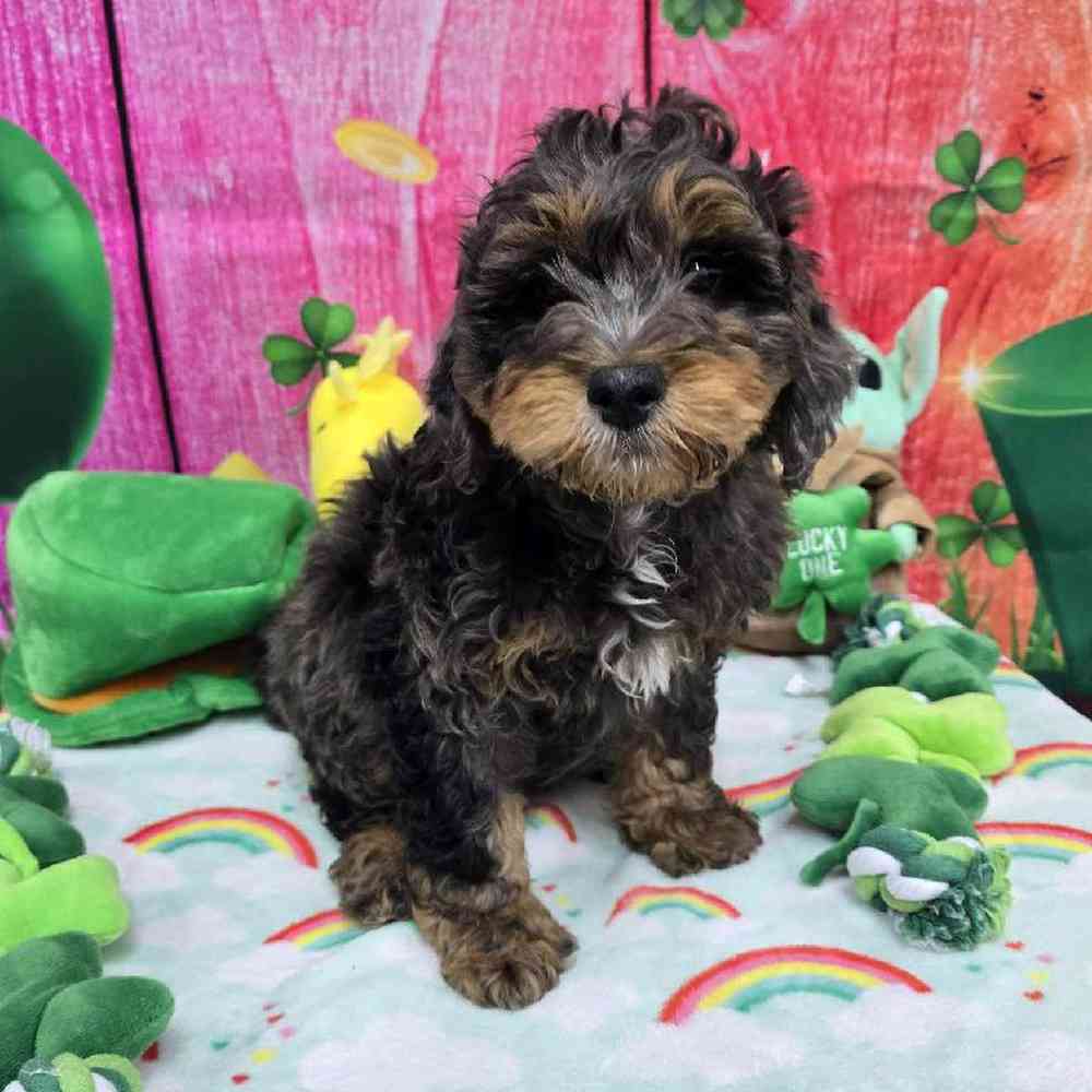 Male Mini Bernadoodle Puppy for Sale in Virginia Beach, VA