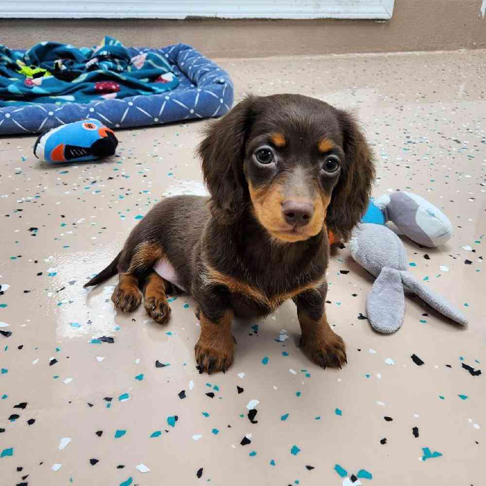 Female Dachshund Puppy for Sale in Virginia Beach, VA