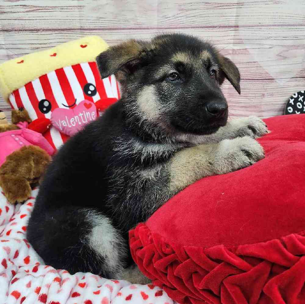 Male German Shepherd Puppy for Sale in Virginia Beach, VA