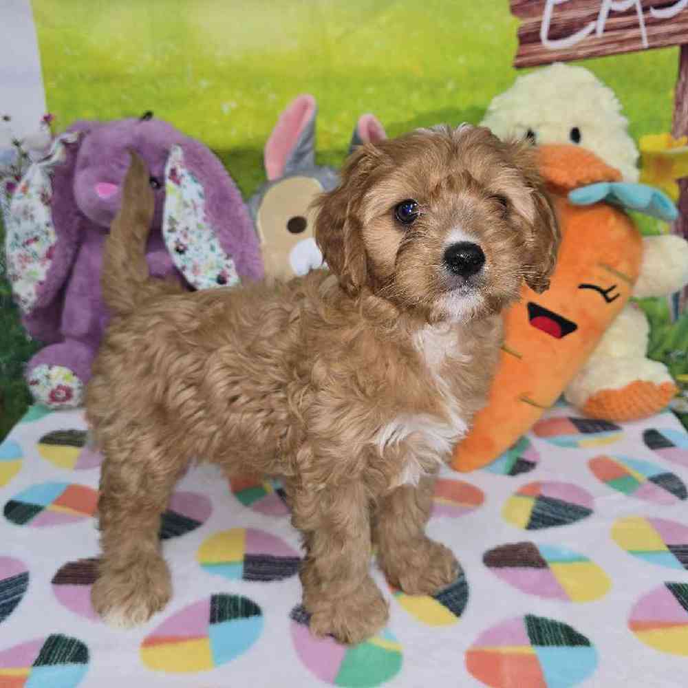 Female Cavapoo Puppy for Sale in Virginia Beach, VA