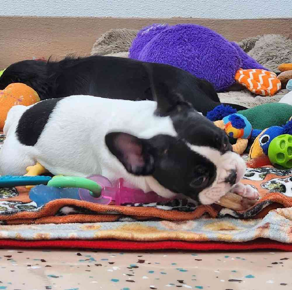 Male French Bulldog Puppy for Sale in Virginia Beach, VA