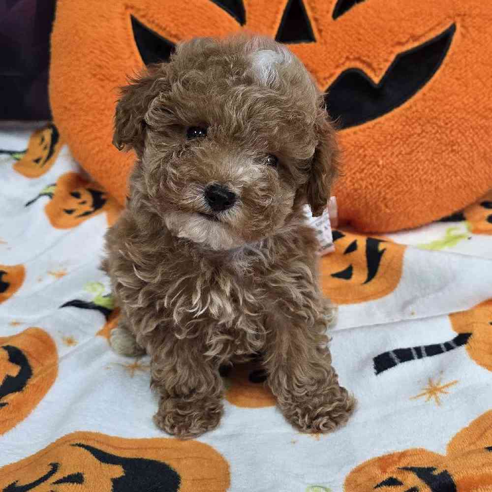 carousel pet images