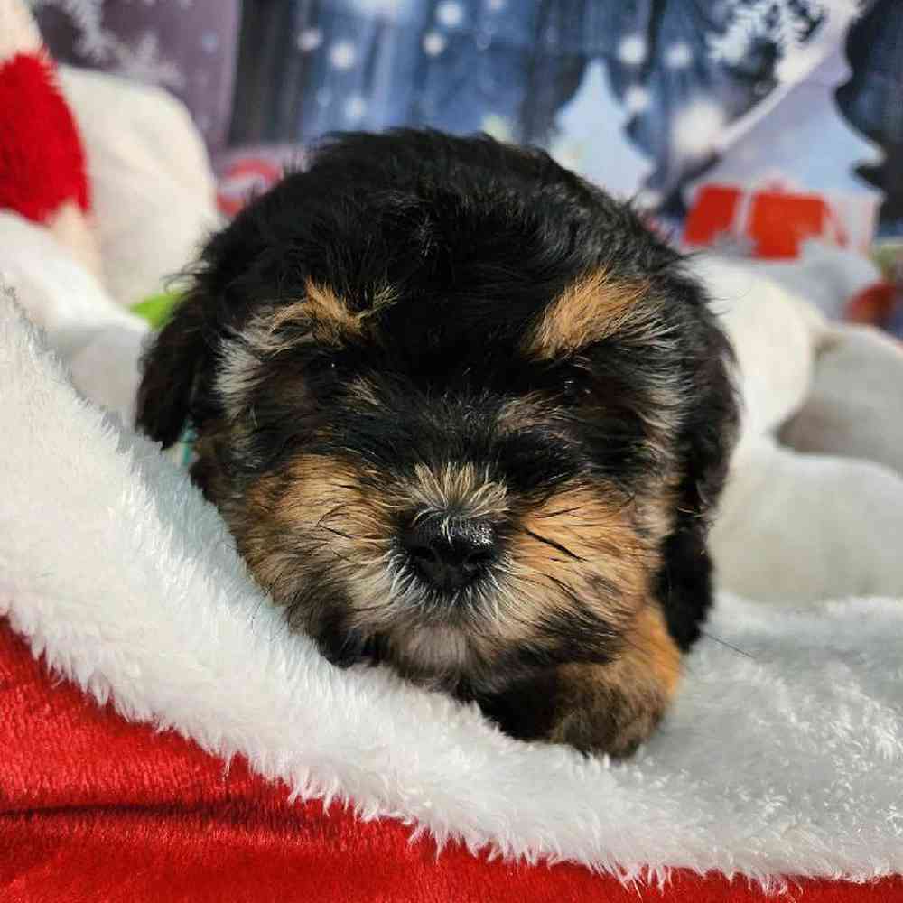Female Morkie Puppy for Sale in Virginia Beach, VA