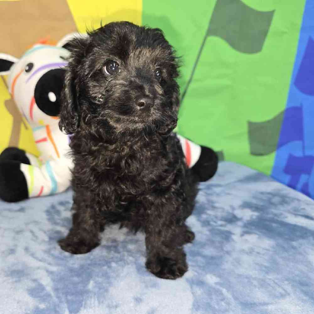 Female Cavapoo Puppy for Sale in Virginia Beach, VA