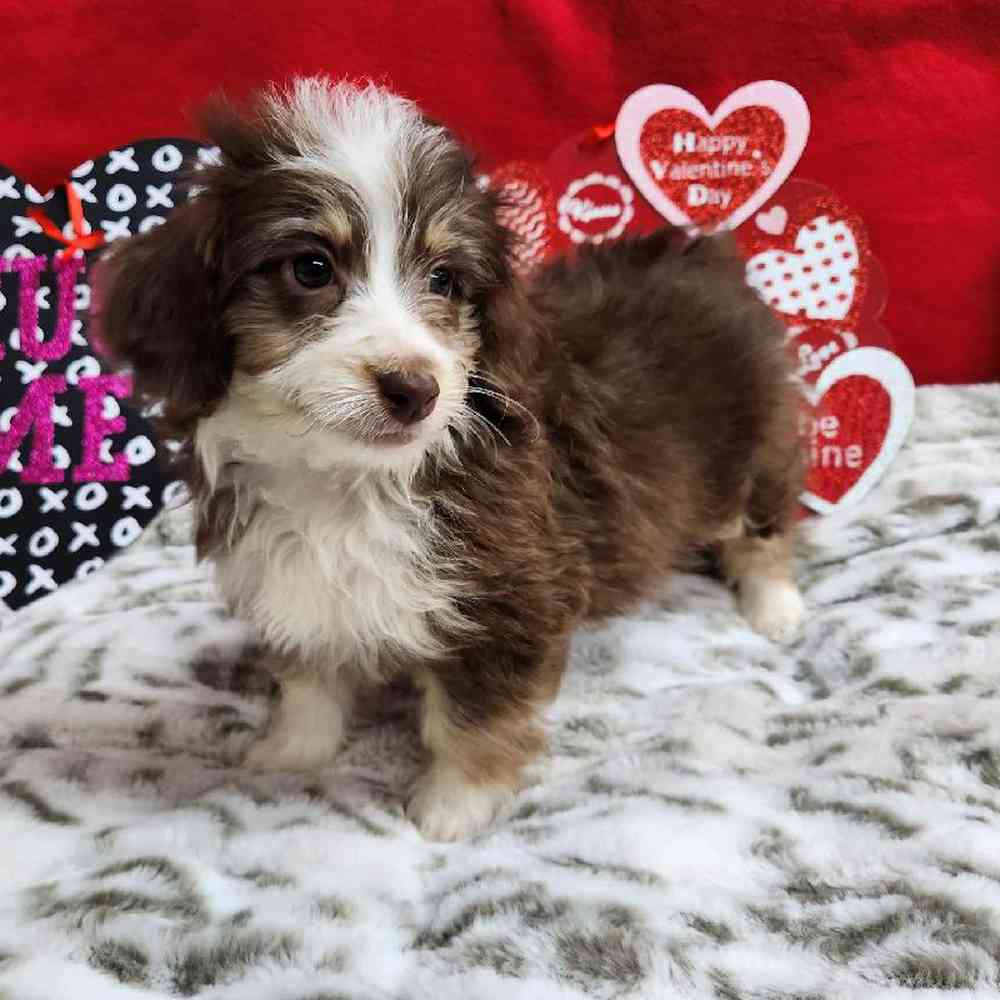 Female Mini Aussiedoodle Puppy for Sale in Virginia Beach, VA