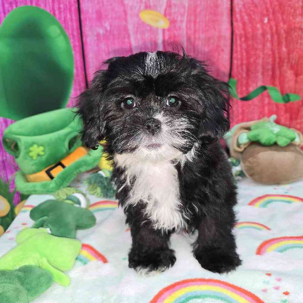 Female Shipoo Puppy for Sale in Virginia Beach, VA