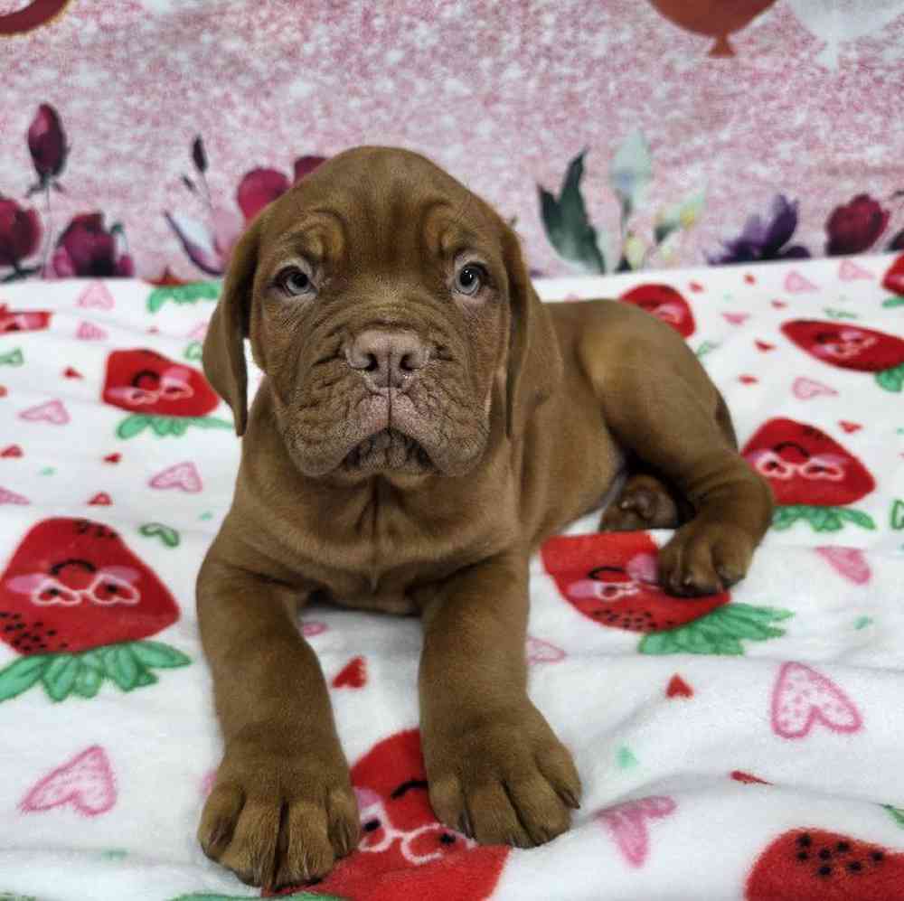Male Dogue De Bordeaux Puppy for Sale in Virginia Beach, VA