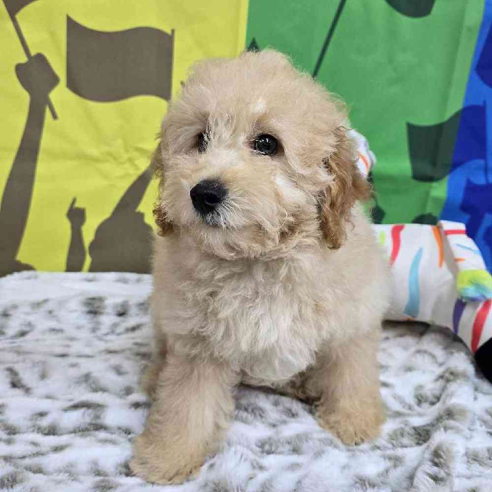 Male Mini Poodle Puppy for Sale in Virginia Beach, VA