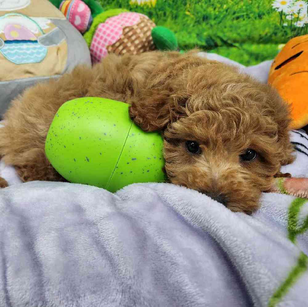 Male Mini Woodle Puppy for Sale in Virginia Beach, VA