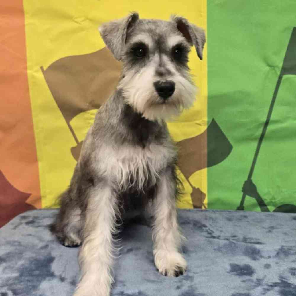Image of a pet breed in the gallery