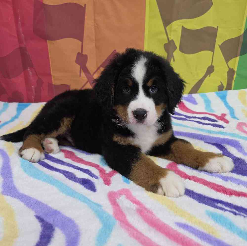 Male Bernese Mountain Dog Puppy for Sale in Virginia Beach, VA