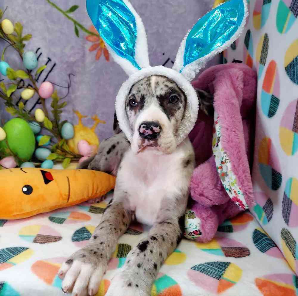 Male Great Dane Puppy for sale