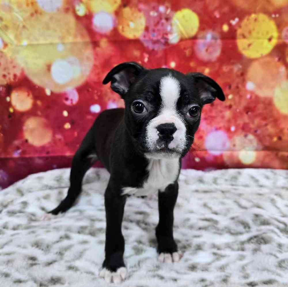 Male Boston Terrier Puppy for Sale in Virginia Beach, VA