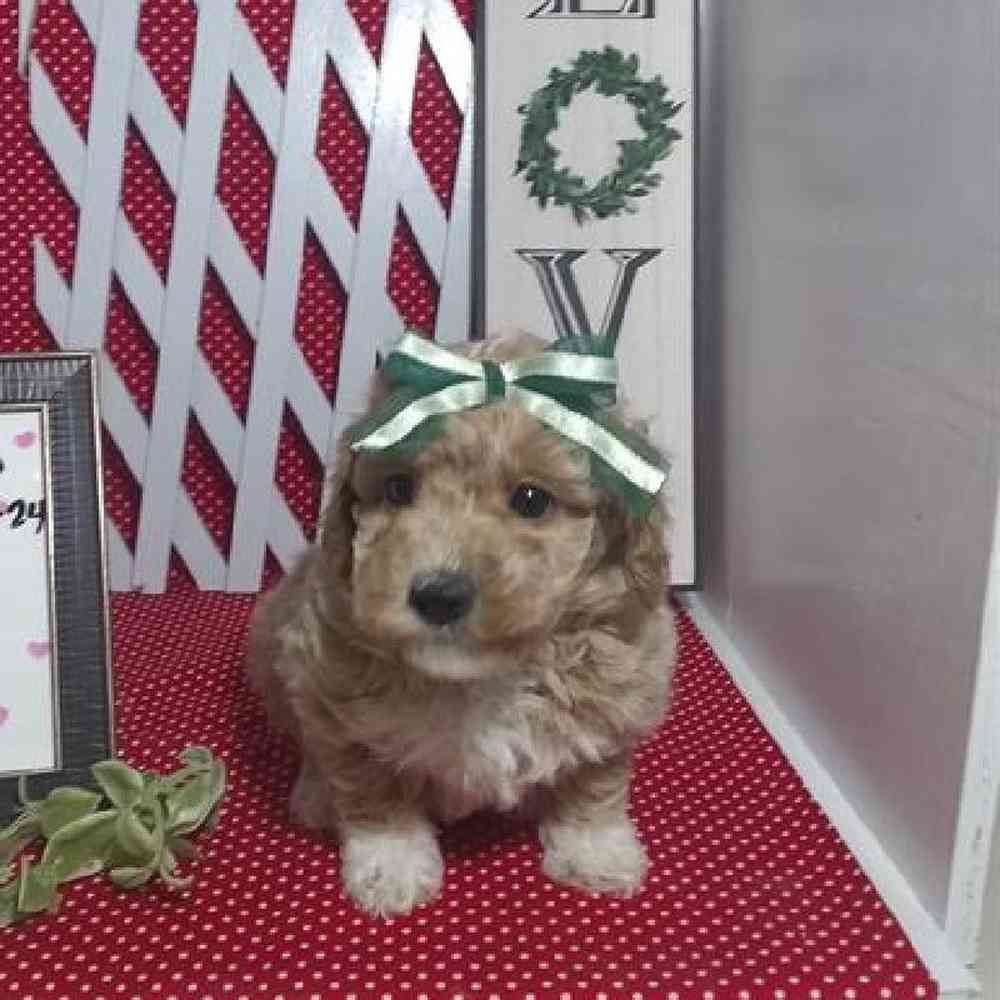 Male Bichonpoo Puppy for Sale in Virginia Beach, VA