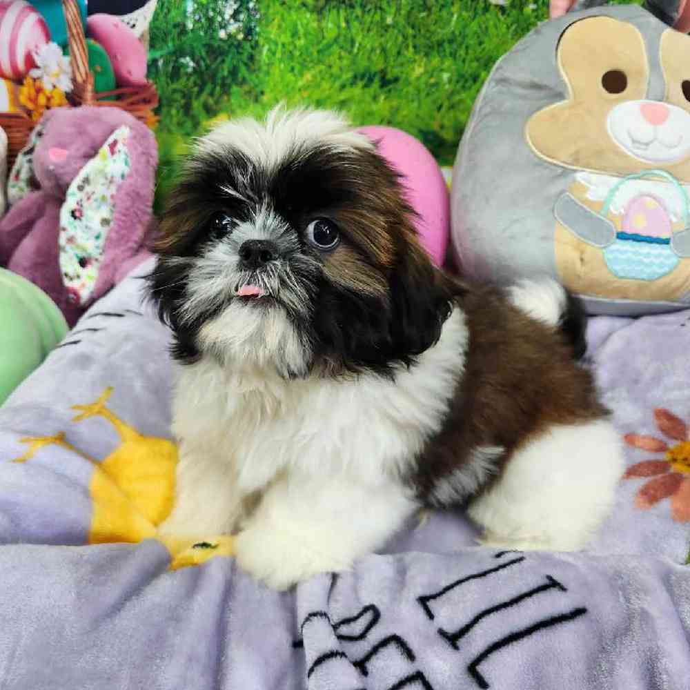 Male Shih Tzu Puppy for Sale in Virginia Beach, VA