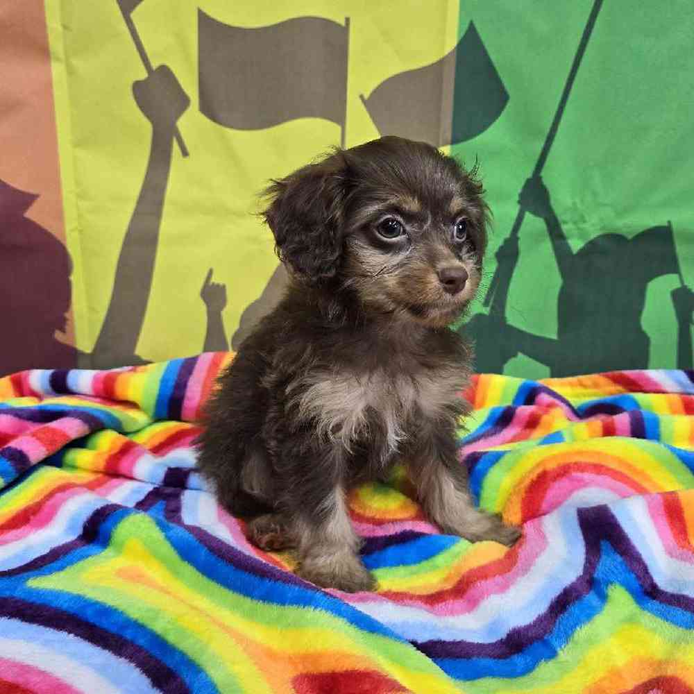 Female Cockapoo Puppy for Sale in Virginia Beach, VA
