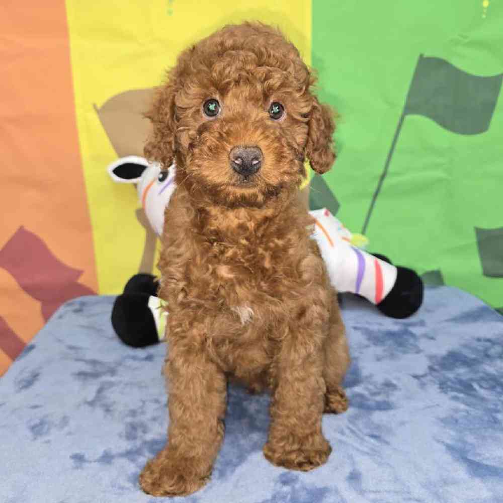 Male Poodle Puppy for Sale in Virginia Beach, VA