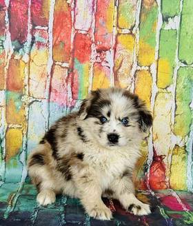Pomsky