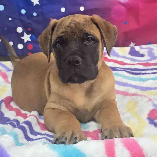 Bullmastiff