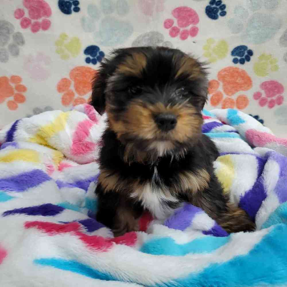 Female Morkie Puppy for Sale in Virginia Beach, VA