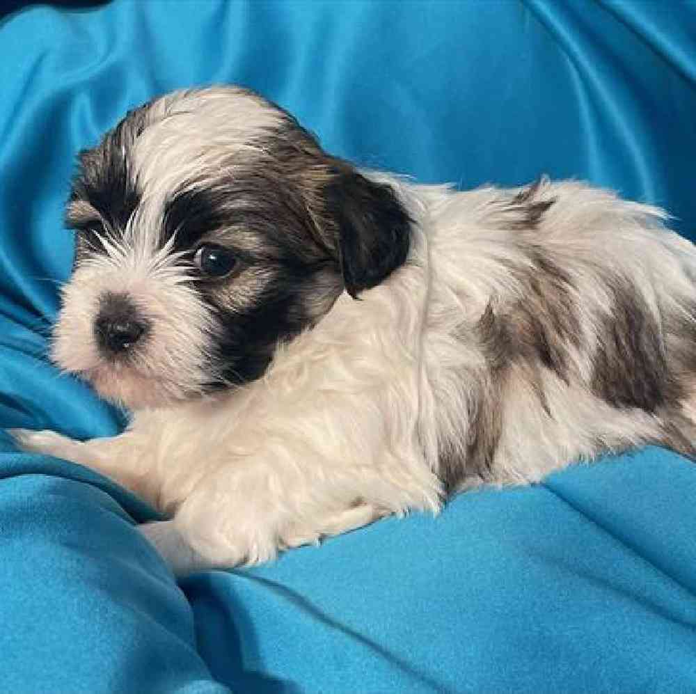 Male Shih Tzu Puppy for Sale in Virginia Beach, VA