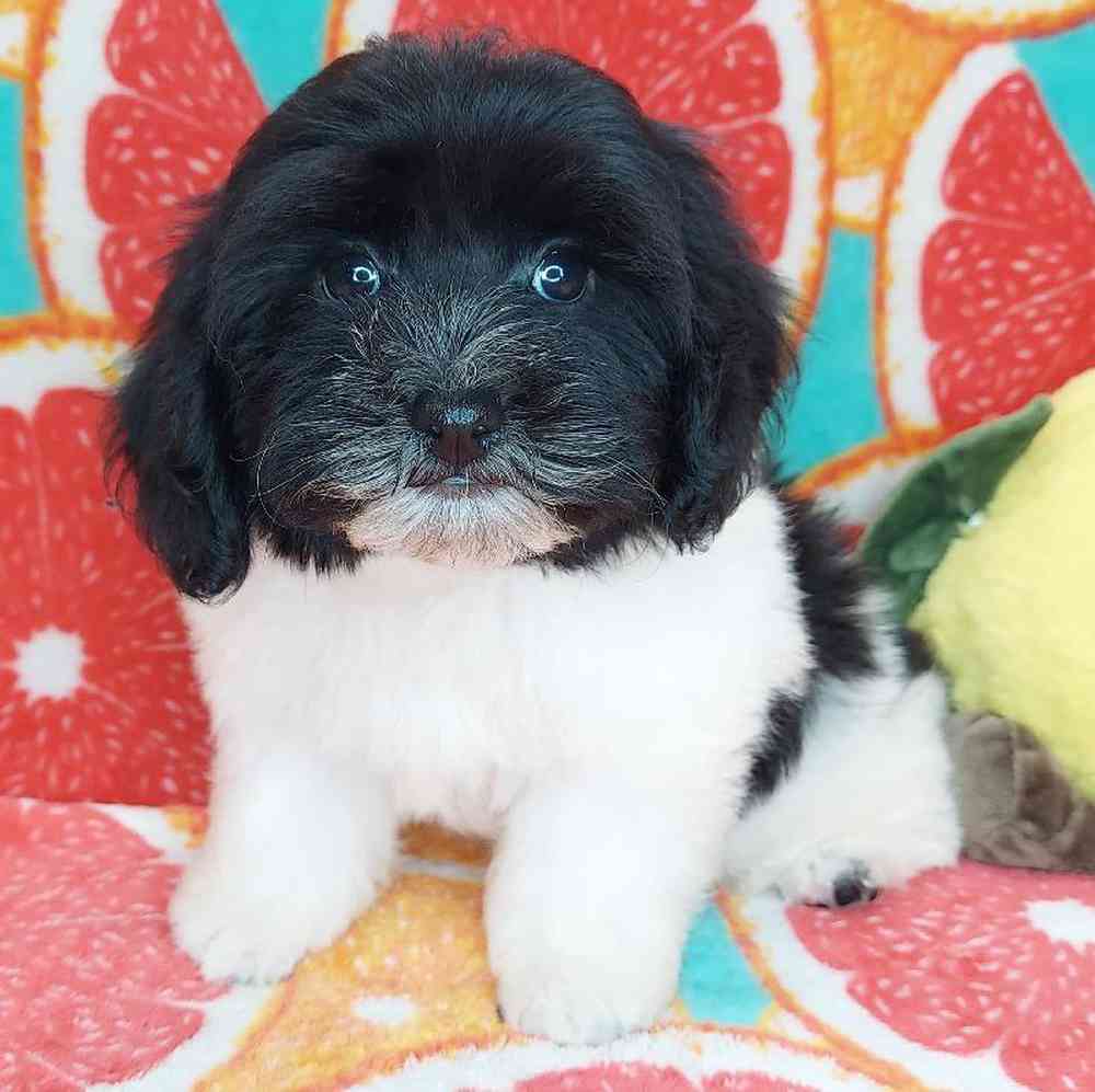 Male Havapoo Puppy for sale