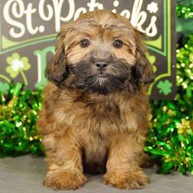 Shipoo
