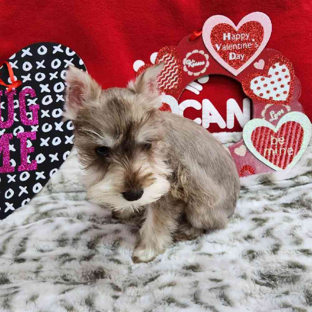 Female Mini Schnauzer Puppy for Sale in Virginia Beach, VA