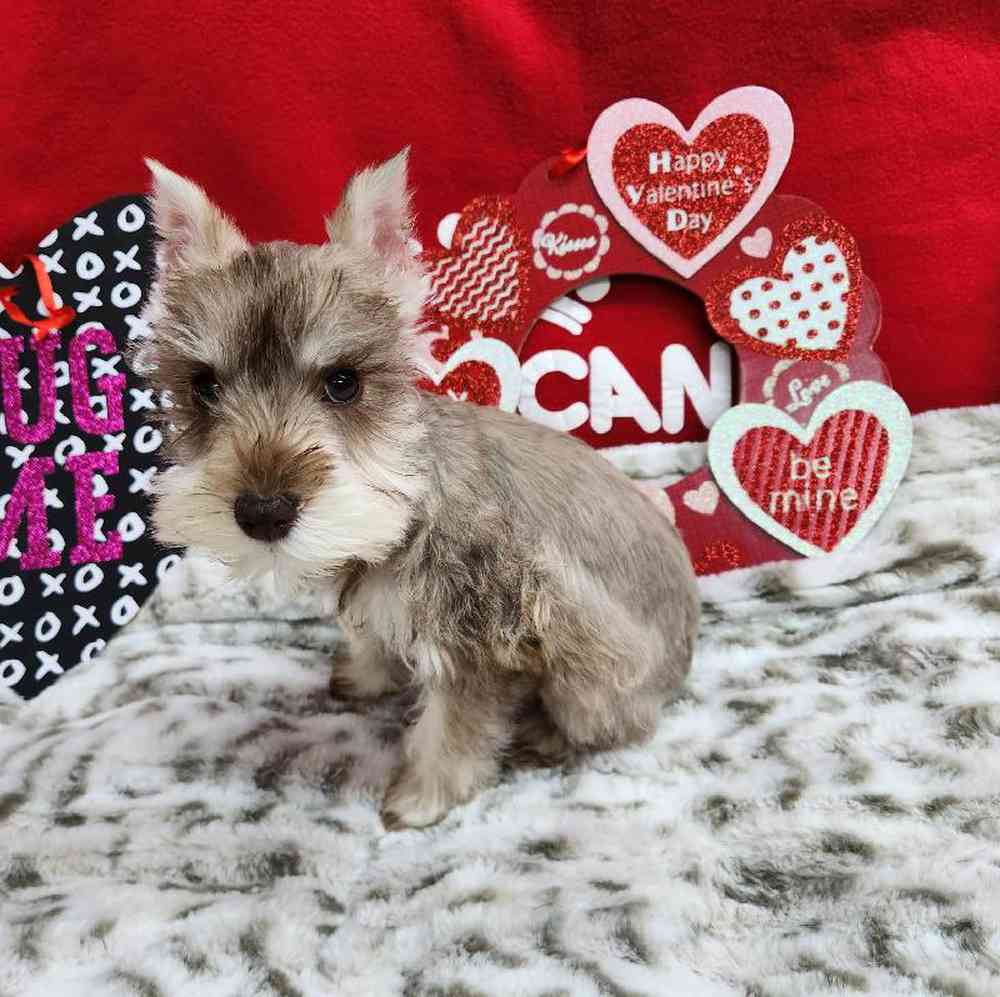 Female Mini Schnauzer Puppy for Sale in Virginia Beach, VA