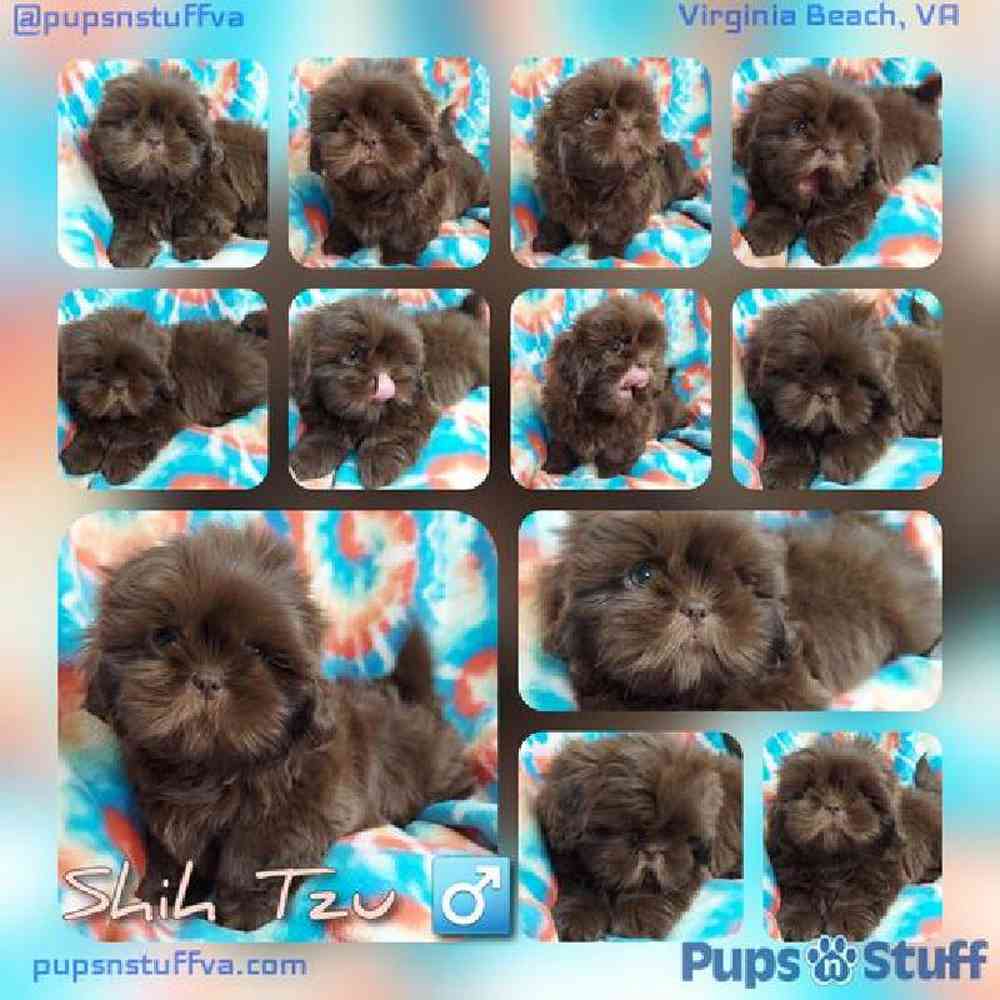 Male Shih Tzu Puppy for sale