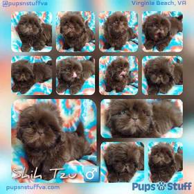 Shih Tzu