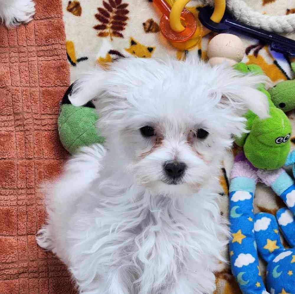Female Maltese Puppy for Sale in Virginia Beach, VA
