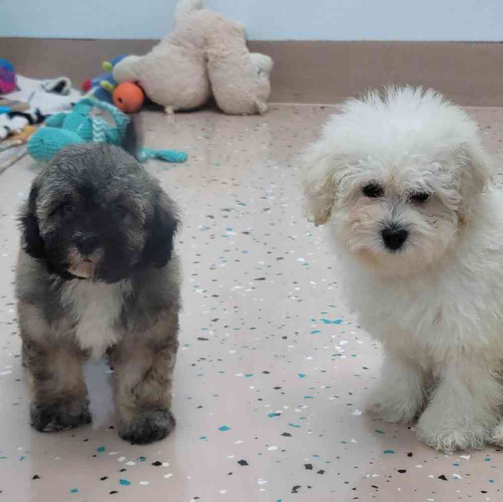 Female Bichonpoo Puppy for Sale in Virginia Beach, VA