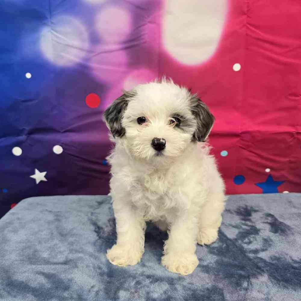 Female Maltipoo Puppy for Sale in Virginia Beach, VA
