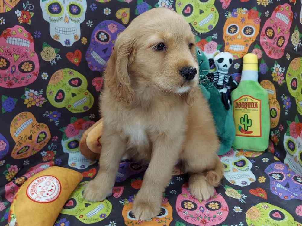 Female Comfort Retriever Puppy for sale