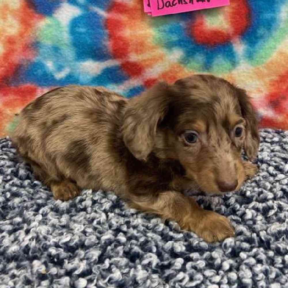Male Dachshund Puppy for sale