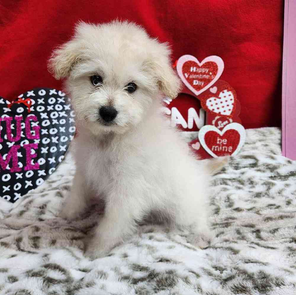 Male Pompoo Puppy for Sale in Virginia Beach, VA