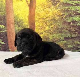 Cane Corso