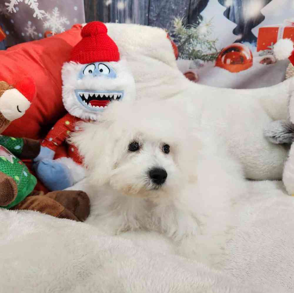 Male Bichon Puppy for Sale in Virginia Beach, VA