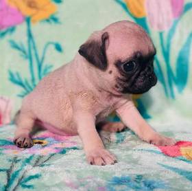 Pug
