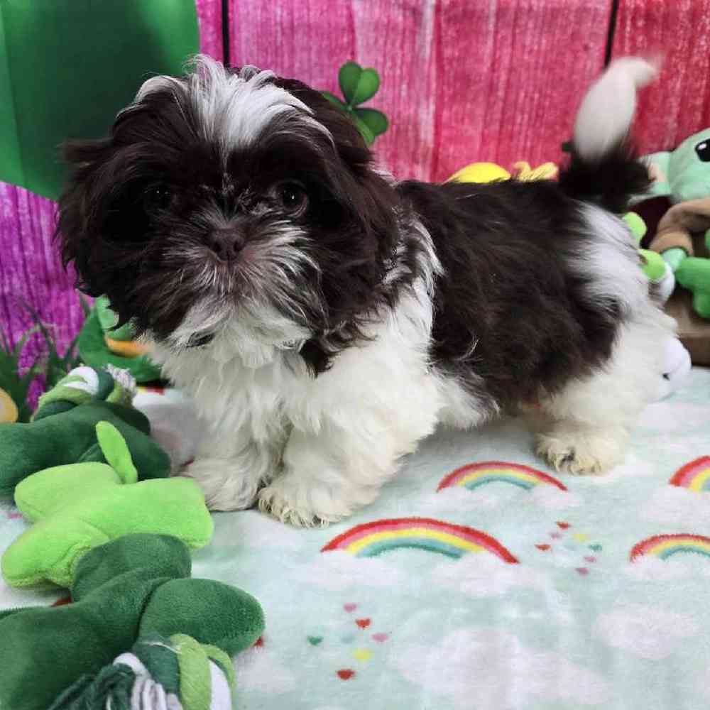 Male Shih Tzu Puppy for Sale in Virginia Beach, VA