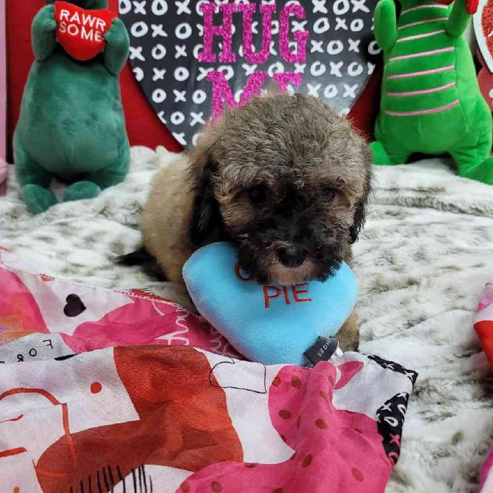 Female Bichonpoo Puppy for Sale in Virginia Beach, VA