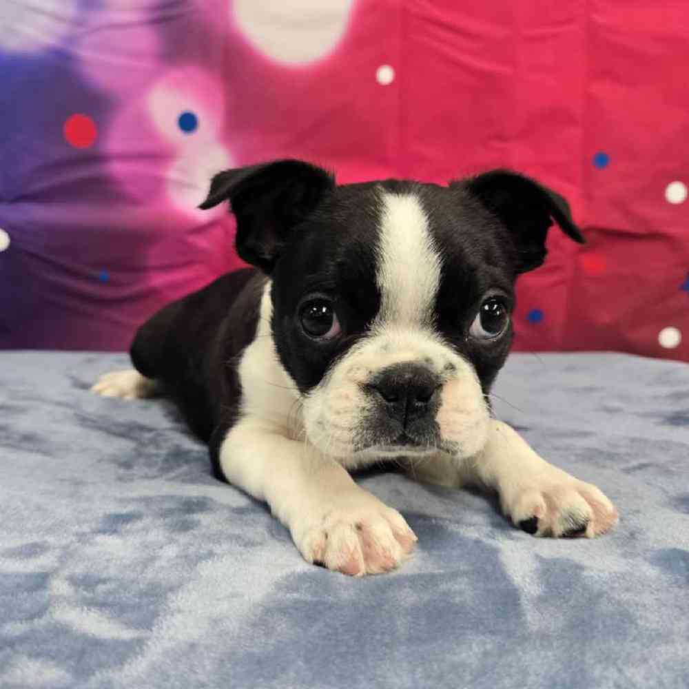 Male Frenchton Puppy for Sale in Virginia Beach, VA